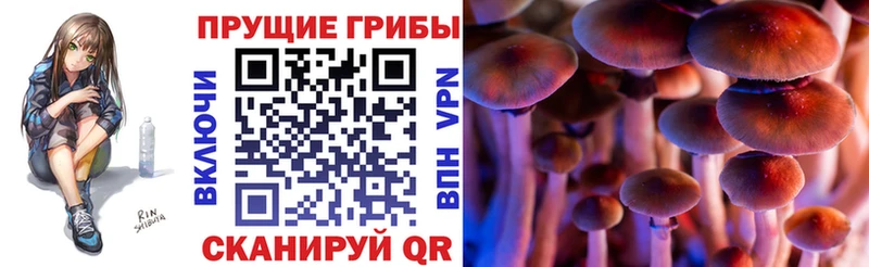 закладки  darknet наркотические препараты  Псилоцибиновые грибы мицелий  Семилуки 